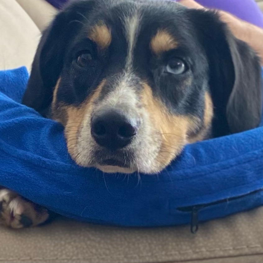 Scooter--In Foster