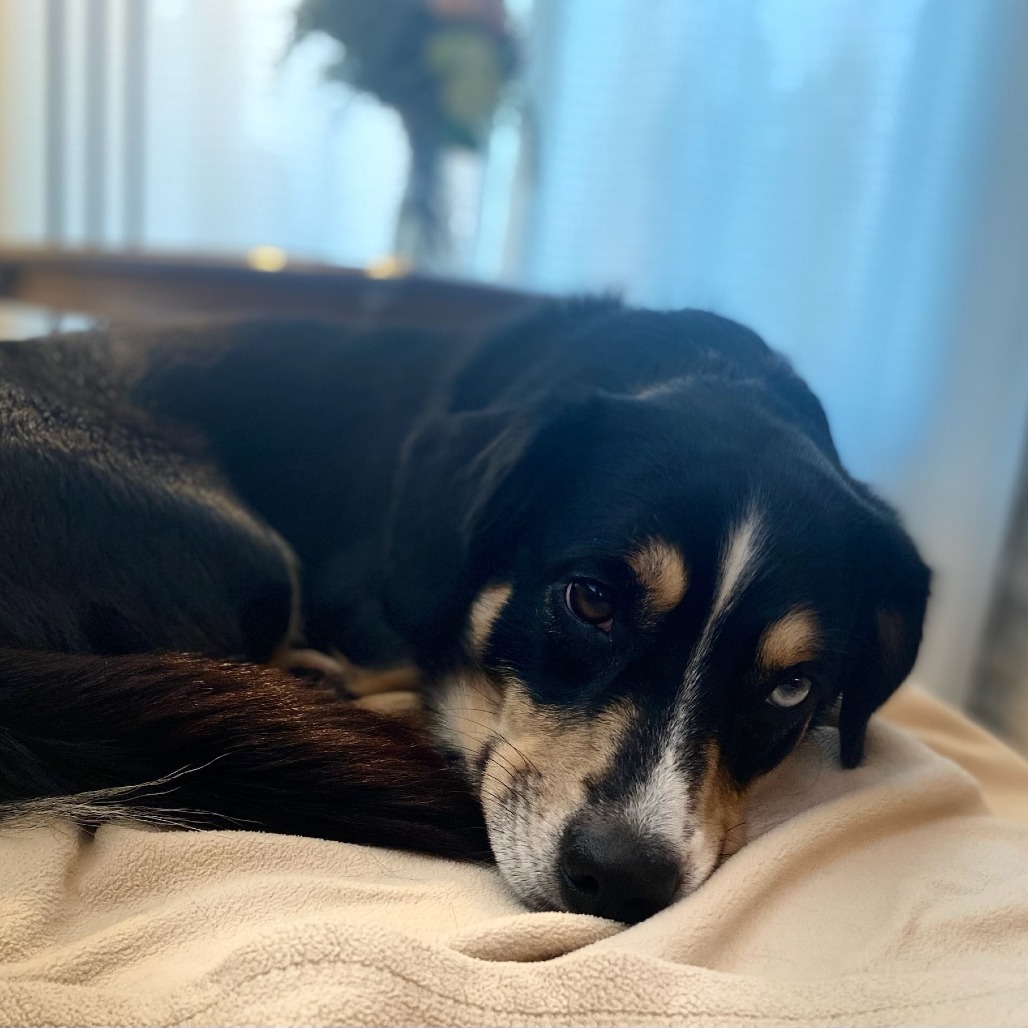 Scooter--In Foster