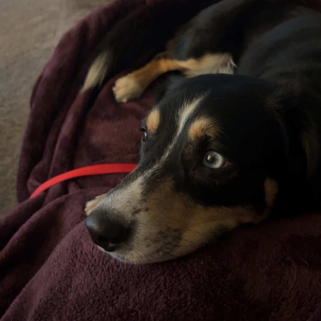 Scooter--In Foster