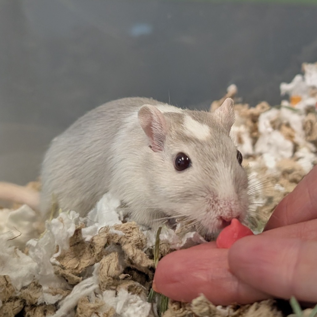 Galinda