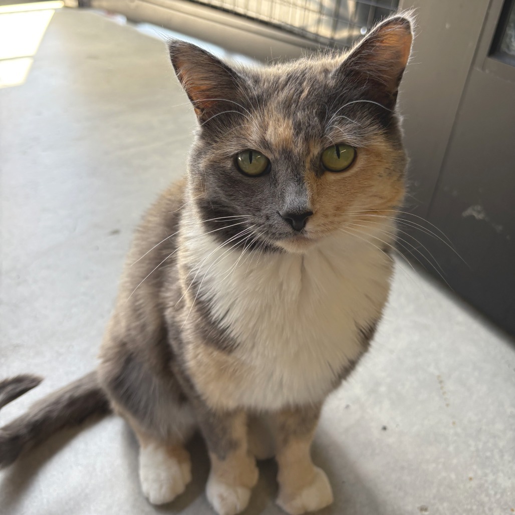 Rose, an adoptable Domestic Short Hair in Hailey, ID, 83333 | Photo Image 1