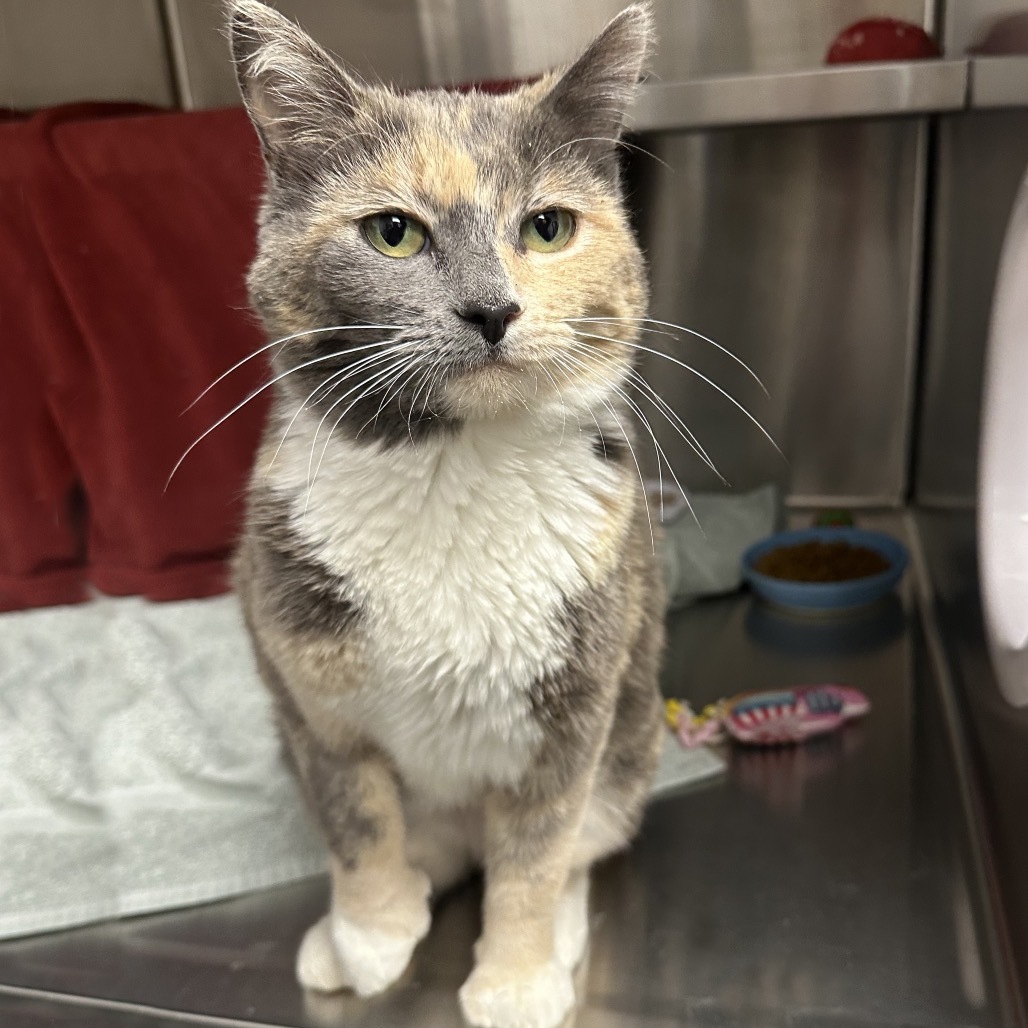 Rose, an adoptable Domestic Short Hair in Hailey, ID, 83333 | Photo Image 2
