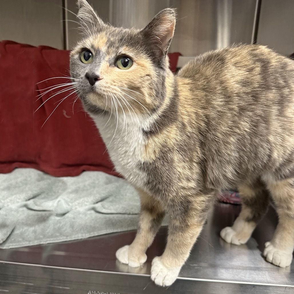 Rose, an adoptable Domestic Short Hair in Hailey, ID, 83333 | Photo Image 3