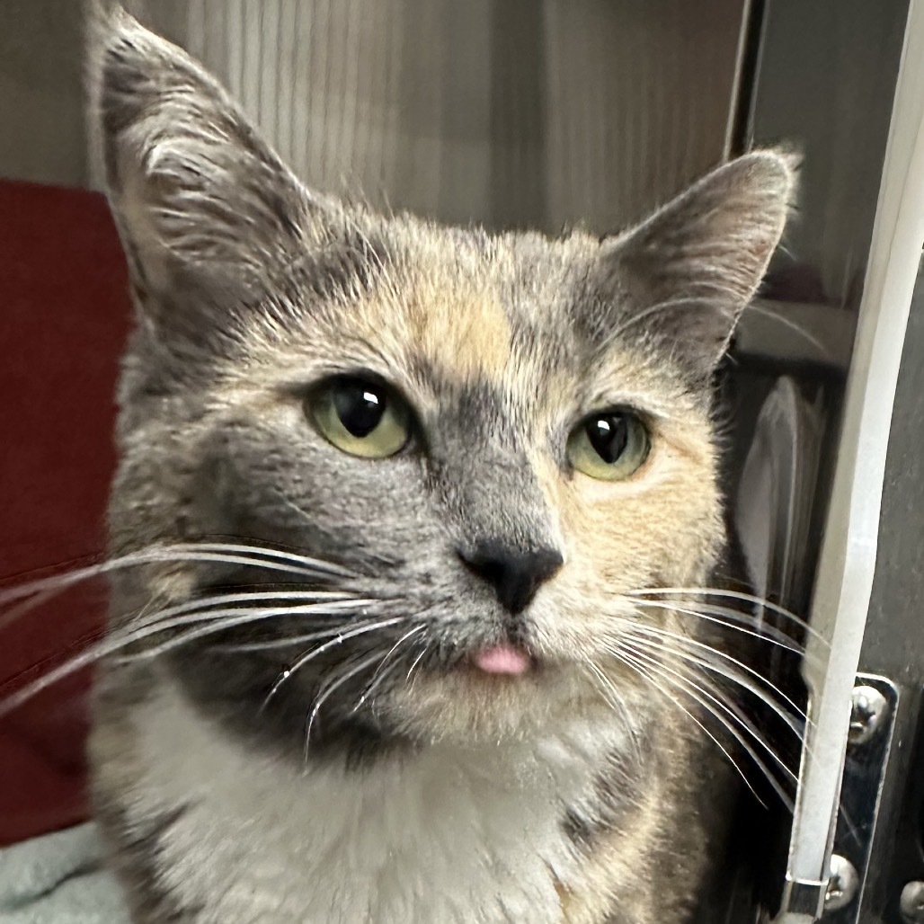 Rose, an adoptable Domestic Short Hair in Hailey, ID, 83333 | Photo Image 4