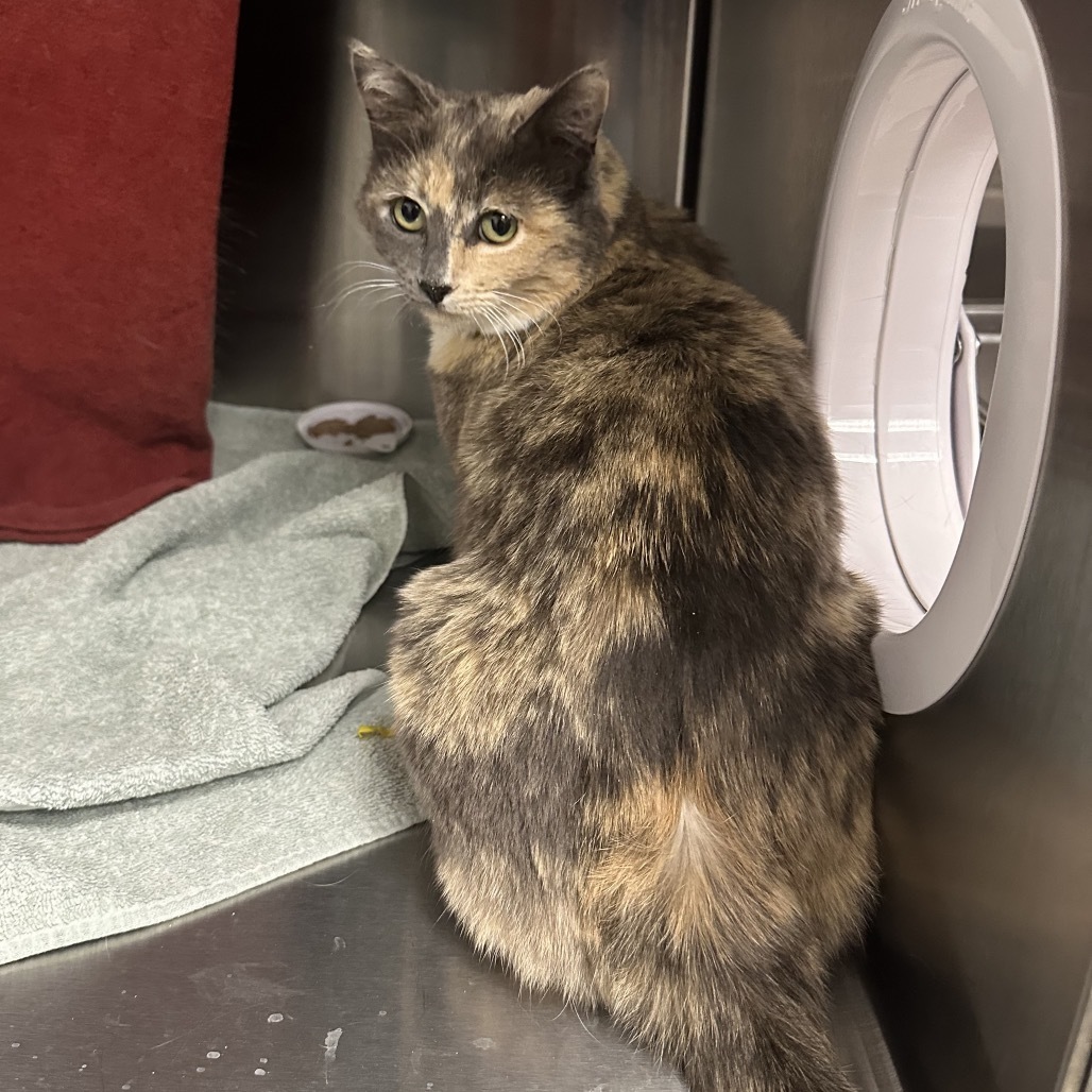 Rose, an adoptable Domestic Short Hair in Hailey, ID, 83333 | Photo Image 5