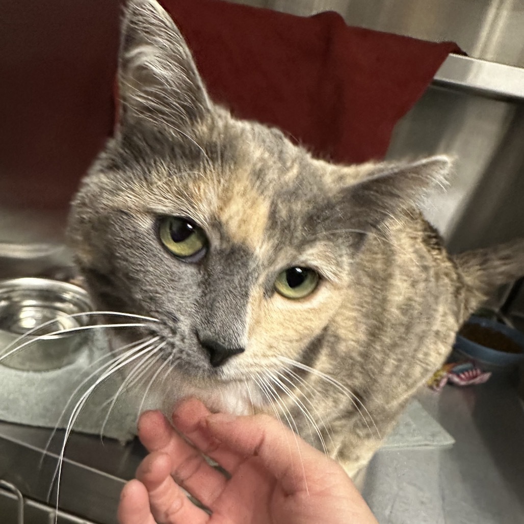 Rose, an adoptable Domestic Short Hair in Hailey, ID, 83333 | Photo Image 6