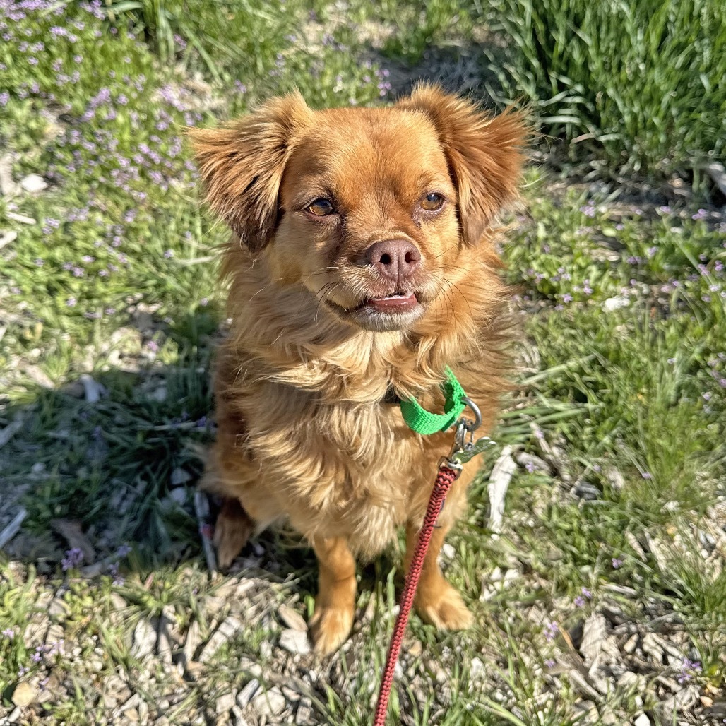 Nugget, an adoptable Mixed Breed in Hailey, ID, 83333 | Photo Image 1
