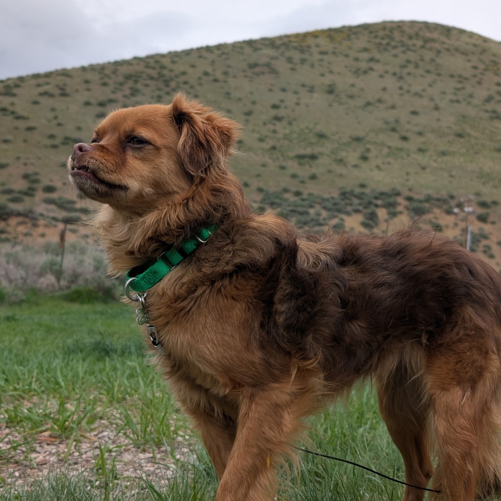 Nugget, an adoptable Mixed Breed in Hailey, ID, 83333 | Photo Image 2