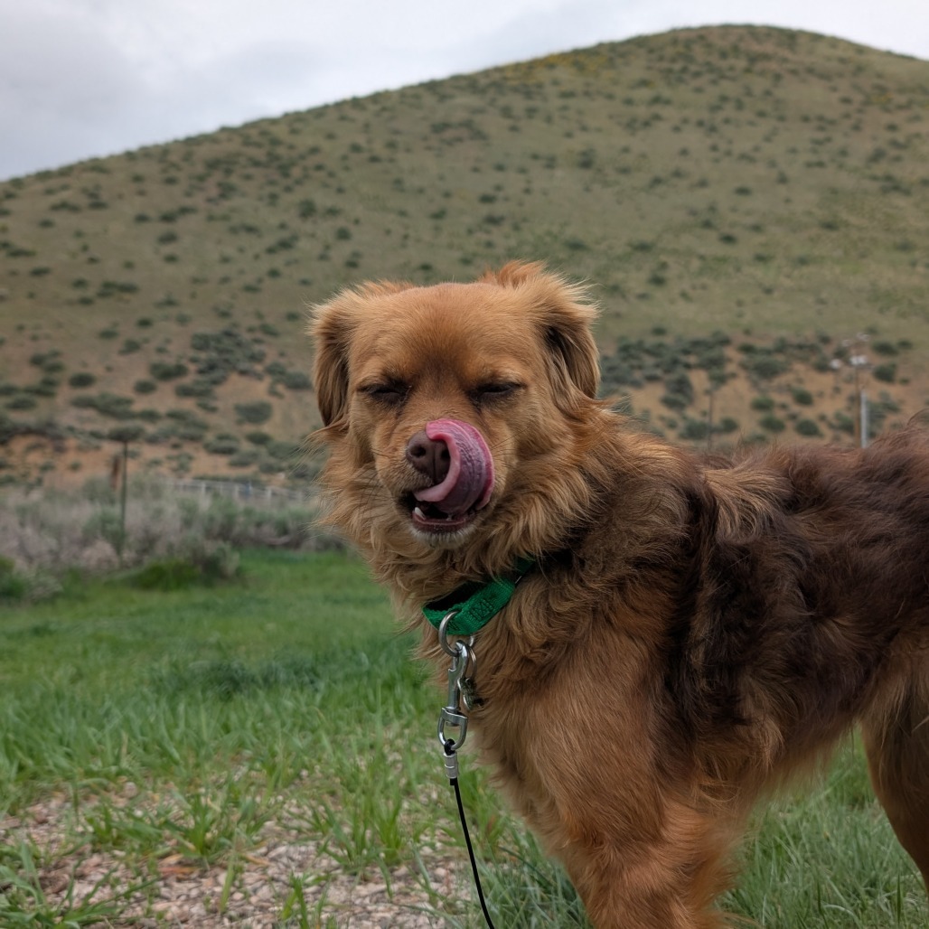 Nugget, an adoptable Mixed Breed in Hailey, ID, 83333 | Photo Image 3