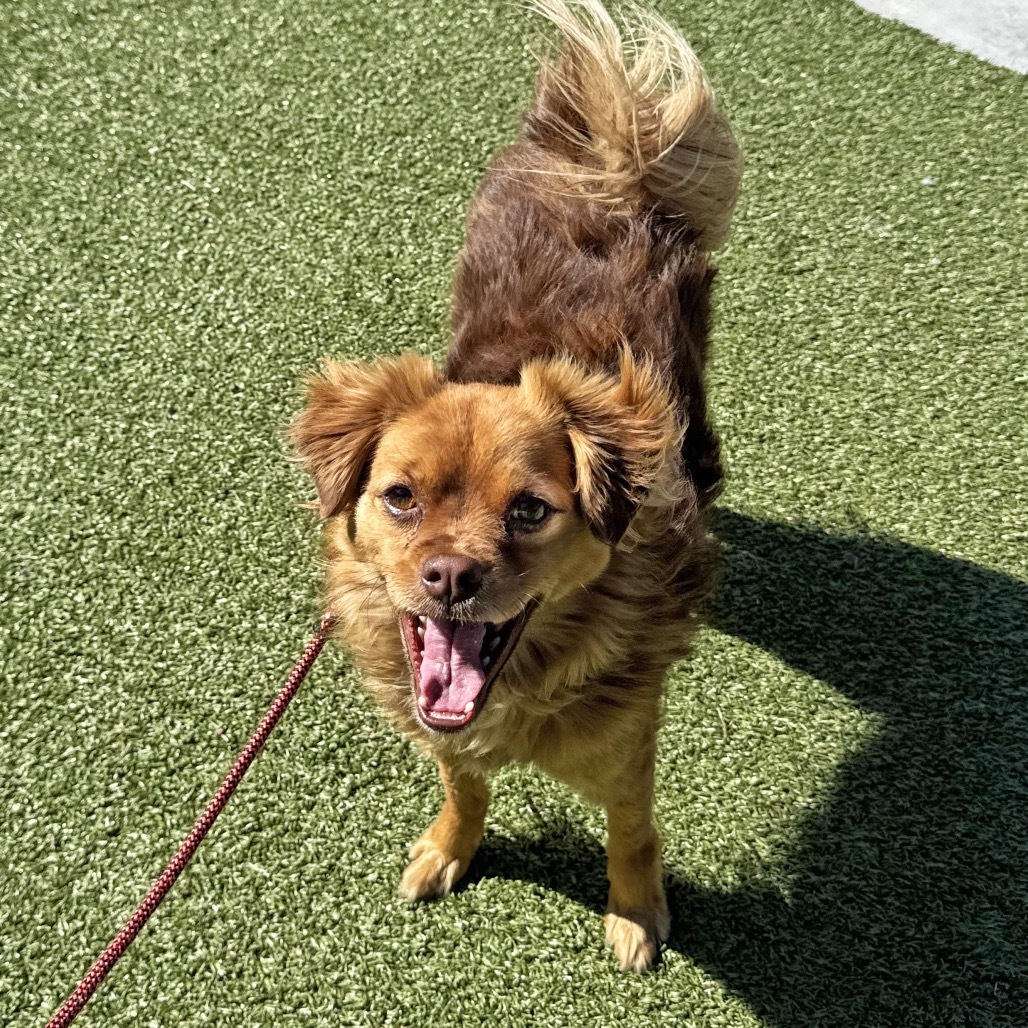 Nugget, an adoptable Mixed Breed in Hailey, ID, 83333 | Photo Image 4