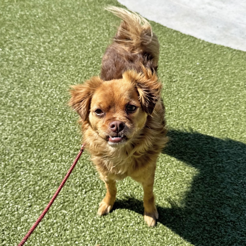 Nugget, an adoptable Mixed Breed in Hailey, ID, 83333 | Photo Image 5