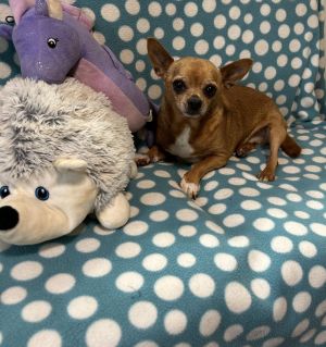 Biscuit, Senior Male Chihuahua