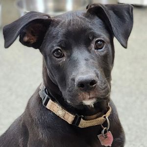 Apple, Baby Female Mixed Breed