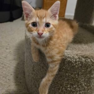 Cornflake, Baby Male unknown