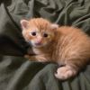 Cornflake photo 3