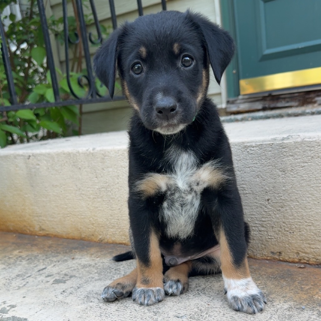Culvey, an adoptable Mixed Breed in Bismarck, ND, 58507 | Photo Image 1