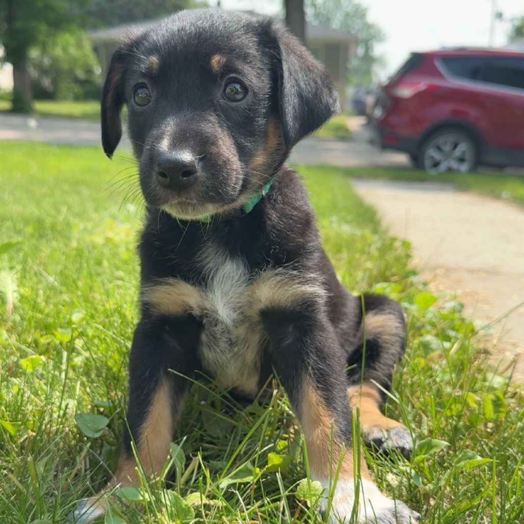 Culvey, an adoptable Mixed Breed in Bismarck, ND, 58507 | Photo Image 2