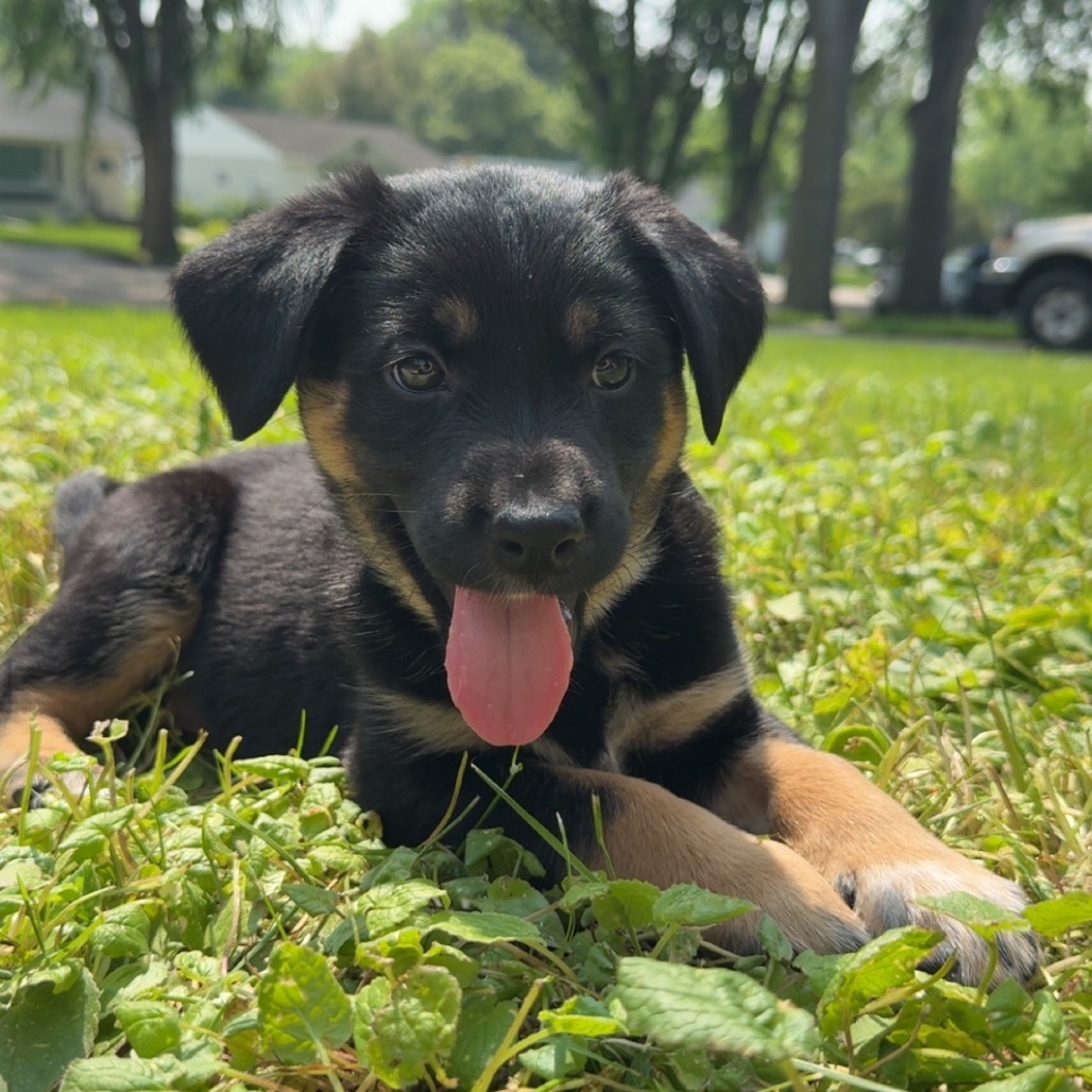 Culvey, an adoptable Mixed Breed in Bismarck, ND, 58507 | Photo Image 3