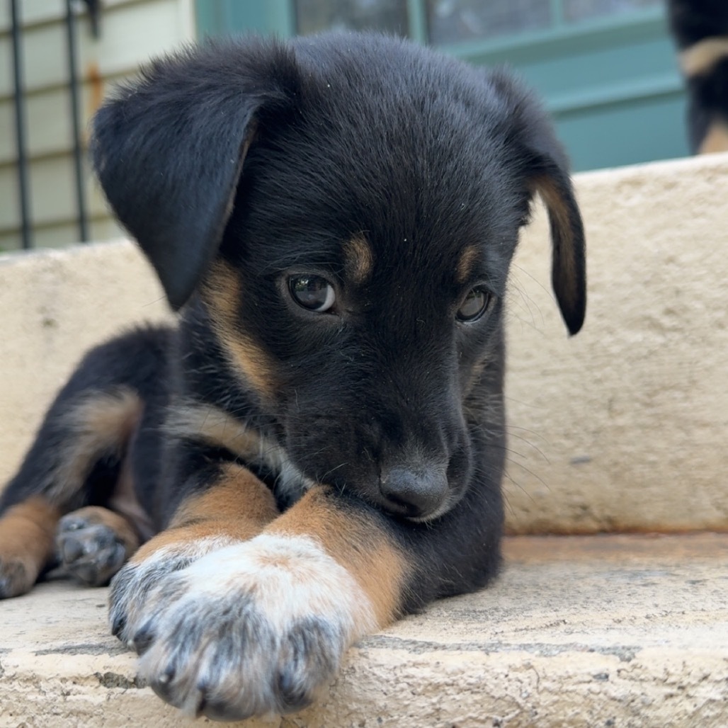 Culvey, an adoptable Mixed Breed in Bismarck, ND, 58507 | Photo Image 4