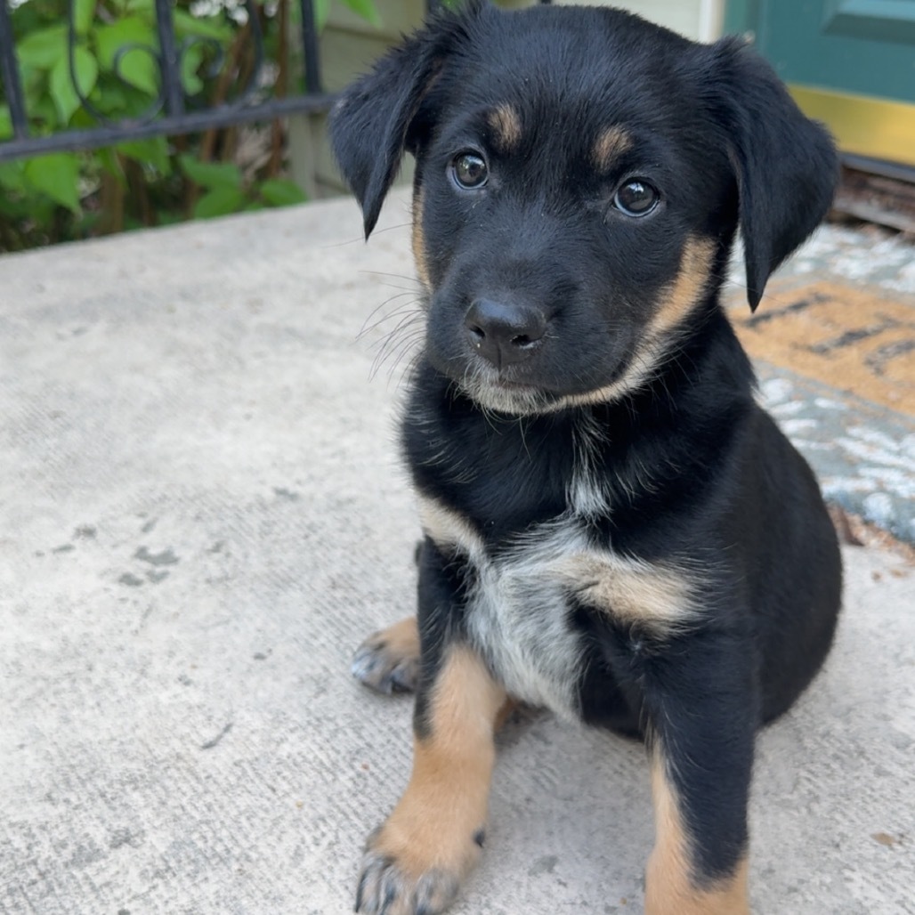 Bella, an adoptable Mixed Breed in Bismarck, ND, 58507 | Photo Image 1