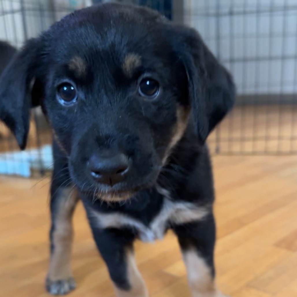 Bella, an adoptable Mixed Breed in Bismarck, ND, 58507 | Photo Image 2