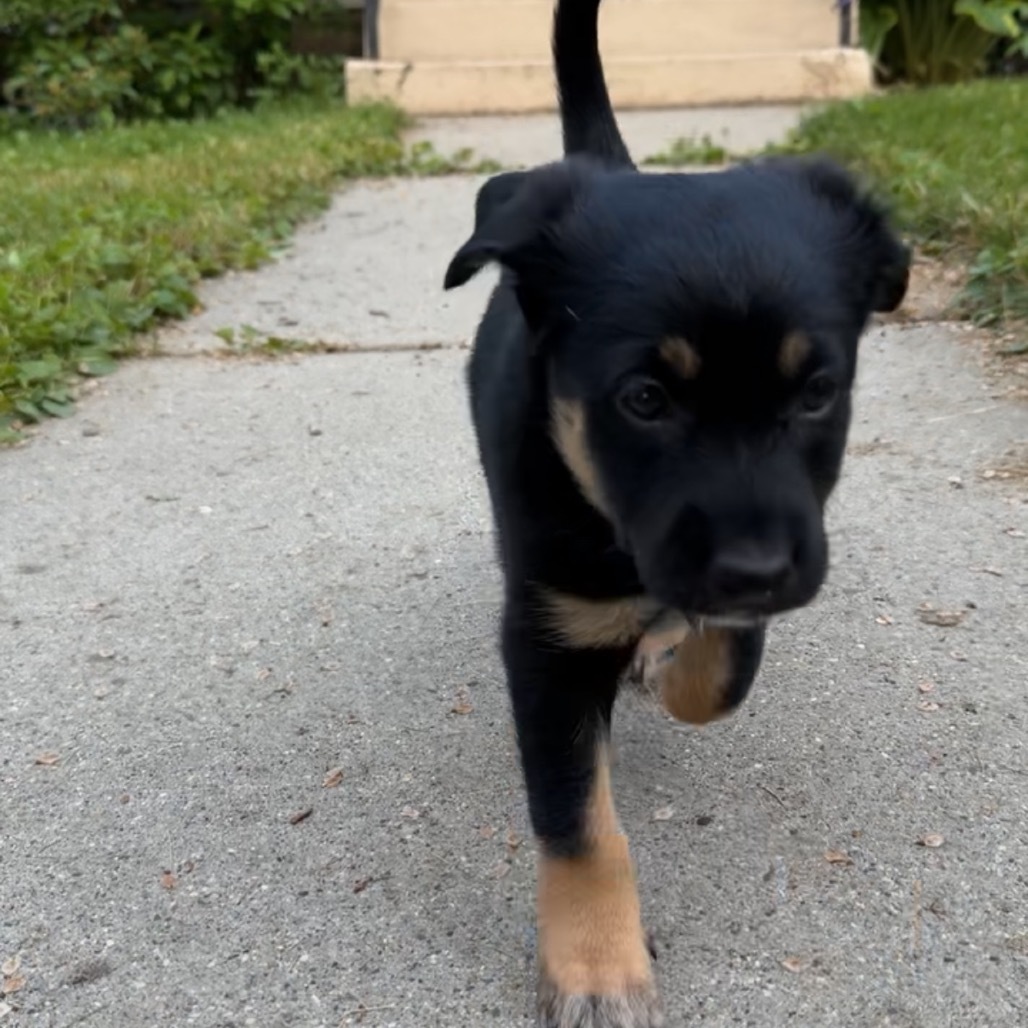 Bella, an adoptable Mixed Breed in Bismarck, ND, 58507 | Photo Image 3