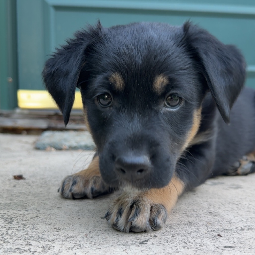 Bella, an adoptable Mixed Breed in Bismarck, ND, 58507 | Photo Image 4