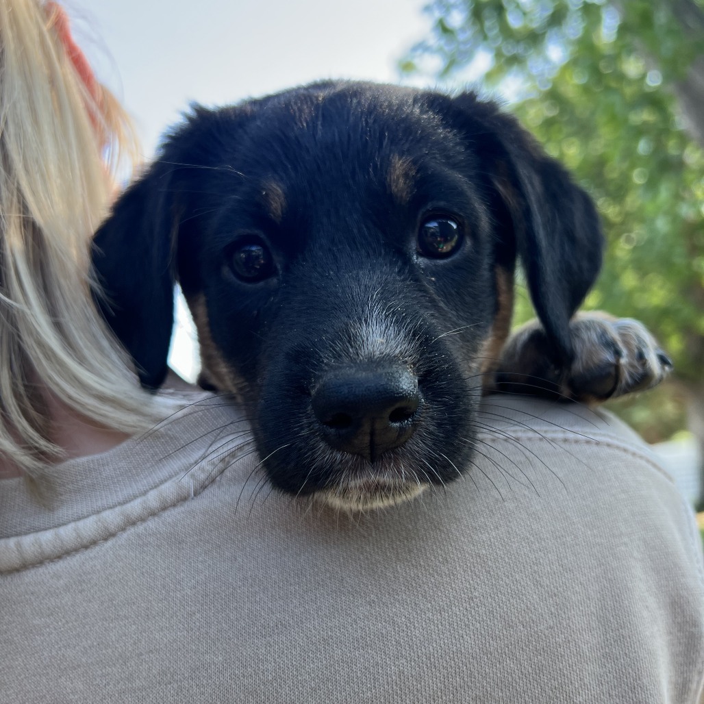 Daisy, an adoptable Mixed Breed in Bismarck, ND, 58507 | Photo Image 1