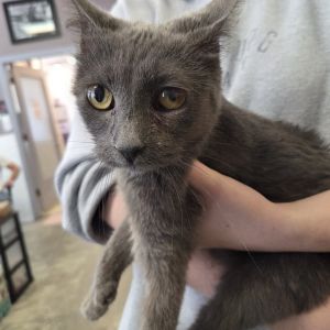 Pirate, Baby Female Domestic Short Hair