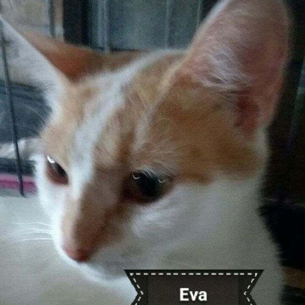 Eva