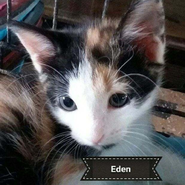 Eva