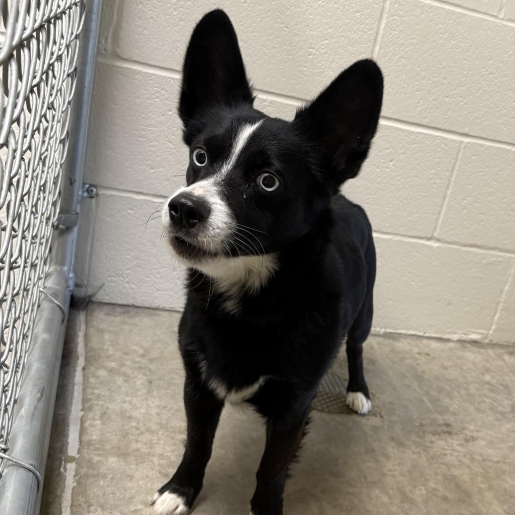 Blue, an adoptable Cardigan Welsh Corgi, Australian Cattle Dog / Blue Heeler in Cody, WY, 82414 | Photo Image 1