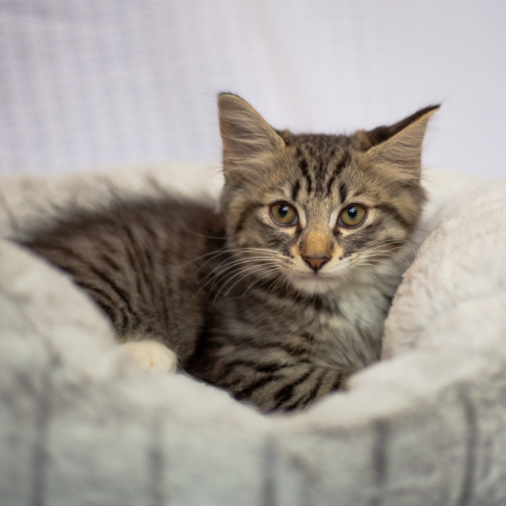 Alex, an adoptable Domestic Short Hair, Siamese in Kailua Kona, HI, 96740 | Photo Image 1