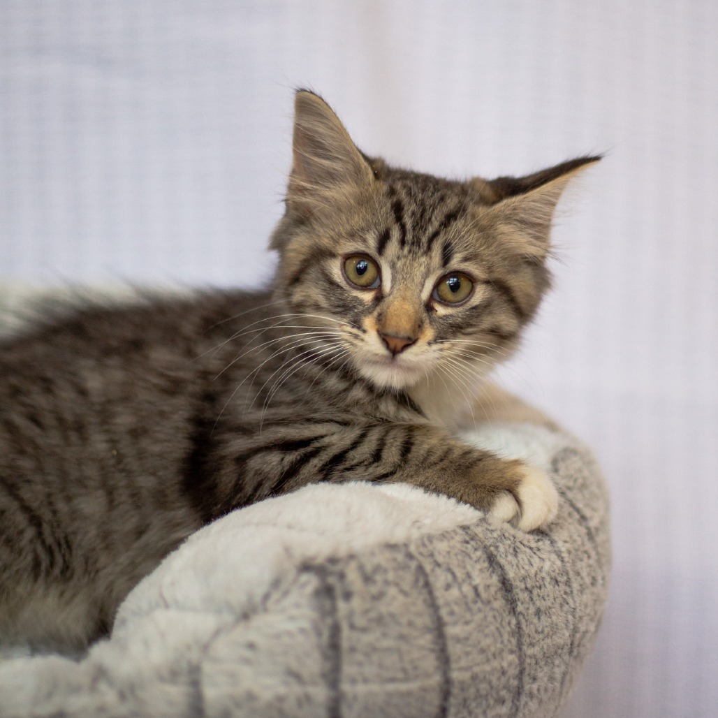 Alex, an adoptable Domestic Short Hair, Siamese in Kailua Kona, HI, 96740 | Photo Image 2