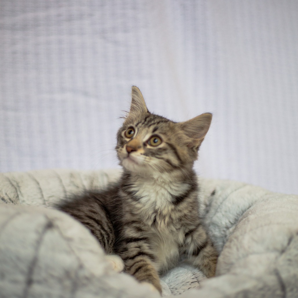 Alex, an adoptable Domestic Short Hair, Siamese in Kailua Kona, HI, 96740 | Photo Image 3