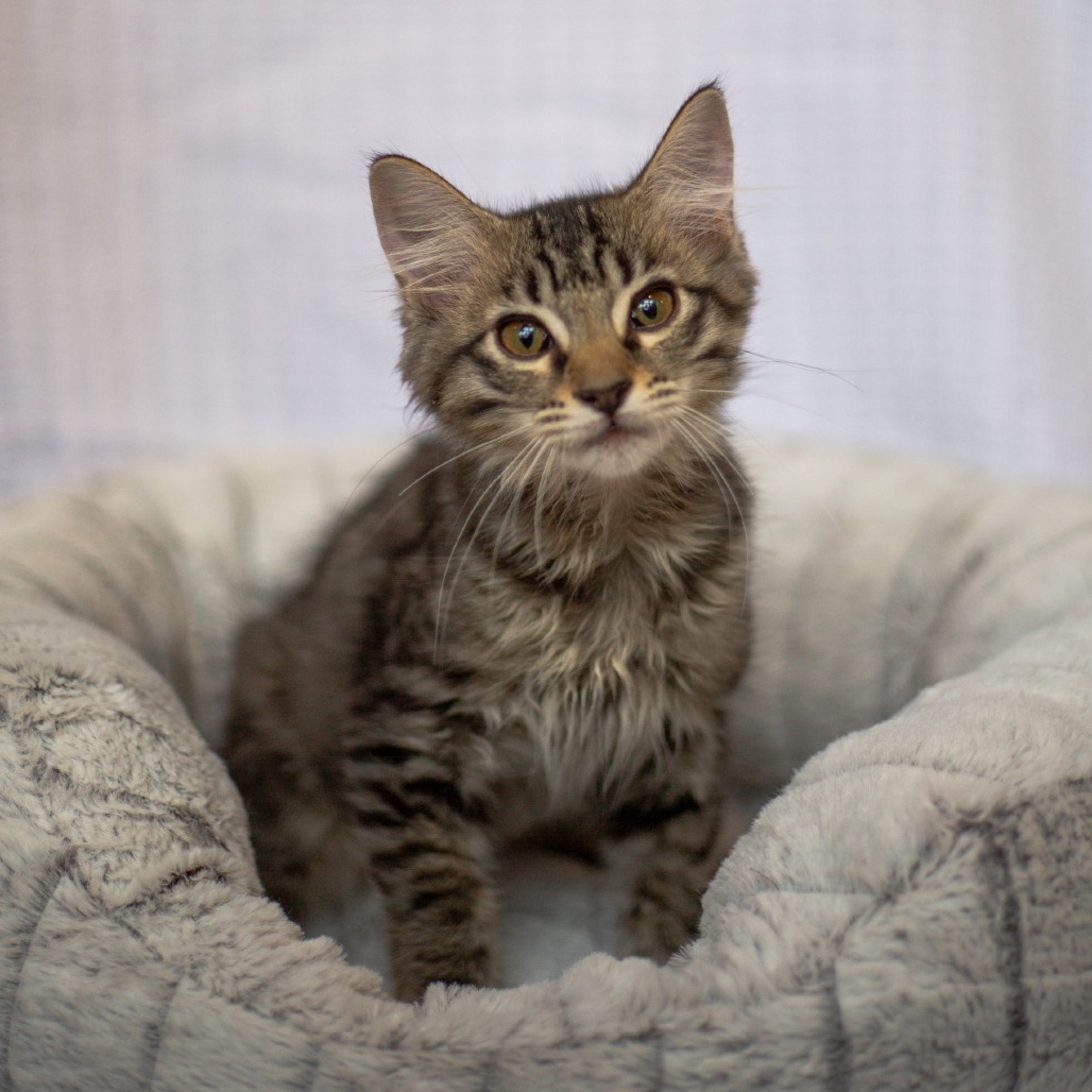 Christina, an adoptable Domestic Long Hair, Siamese in Kailua Kona, HI, 96740 | Photo Image 1
