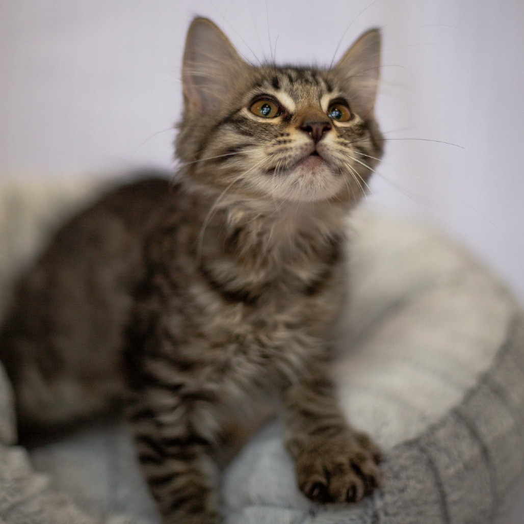 Christina, an adoptable Domestic Long Hair, Siamese in Kailua Kona, HI, 96740 | Photo Image 2