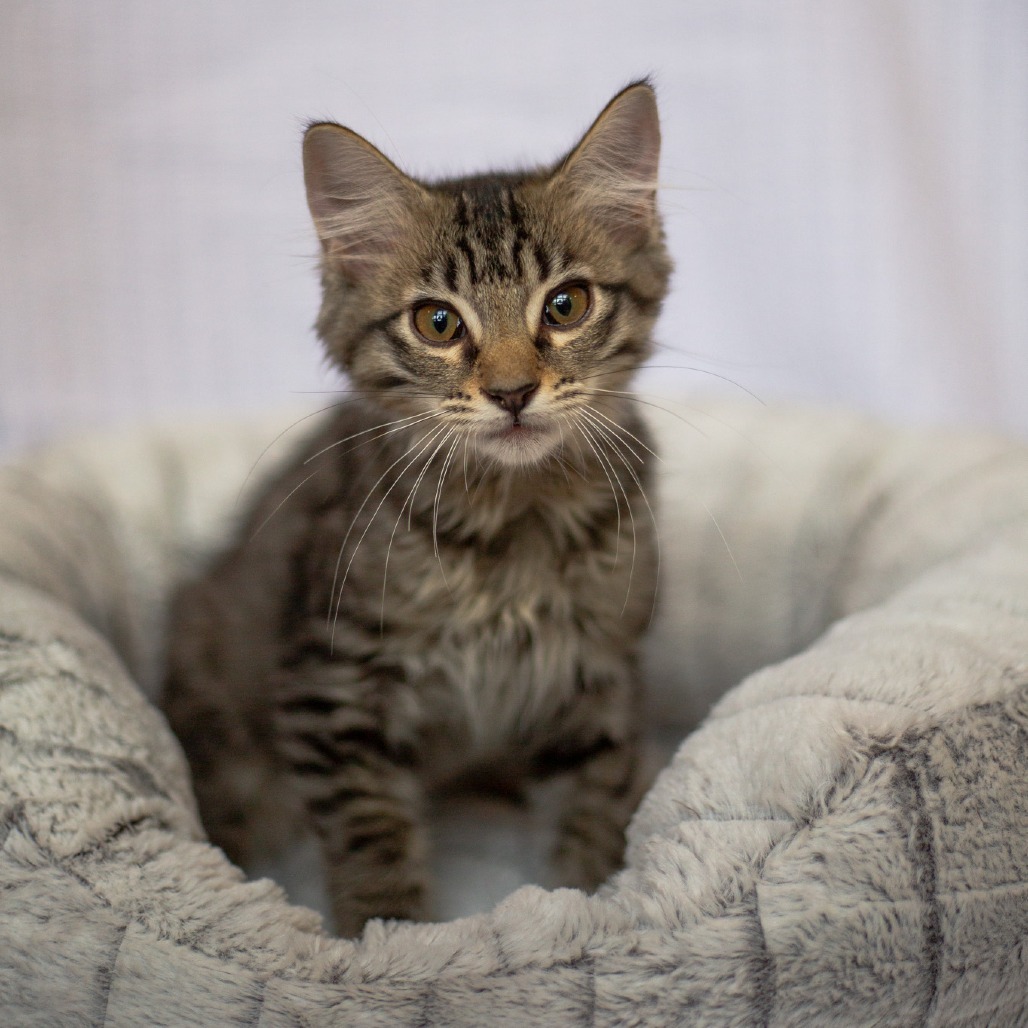 Christina, an adoptable Domestic Long Hair, Siamese in Kailua Kona, HI, 96740 | Photo Image 3