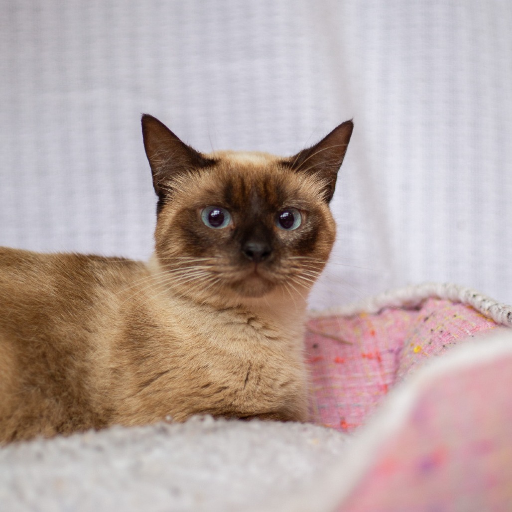 Arizona, an adoptable Domestic Short Hair, Siamese in Kailua Kona, HI, 96740 | Photo Image 1