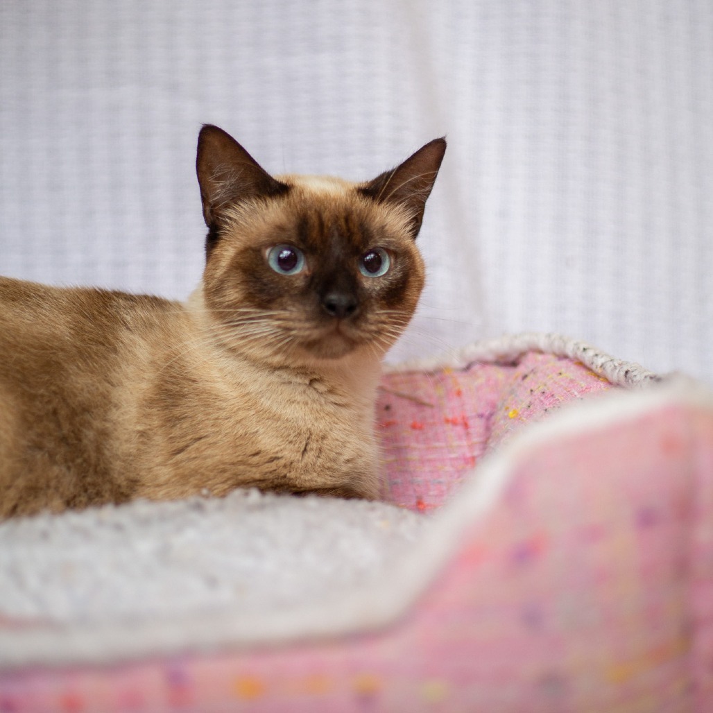 Arizona, an adoptable Domestic Short Hair, Siamese in Kailua Kona, HI, 96740 | Photo Image 2