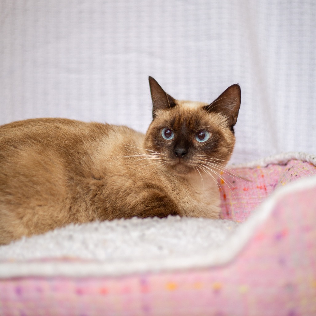 Arizona, an adoptable Domestic Short Hair, Siamese in Kailua Kona, HI, 96740 | Photo Image 3