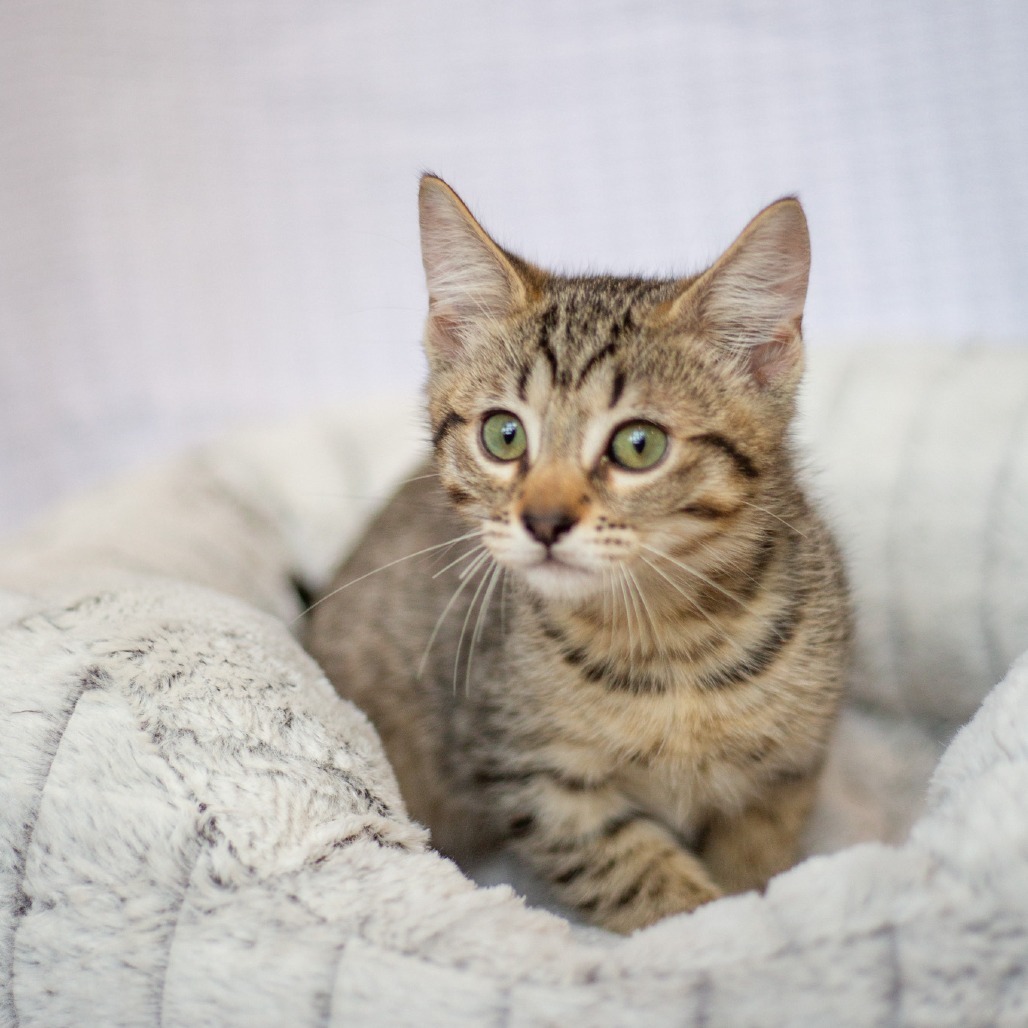 McDreamy, an adoptable Domestic Short Hair, Siamese in Kailua Kona, HI, 96740 | Photo Image 1