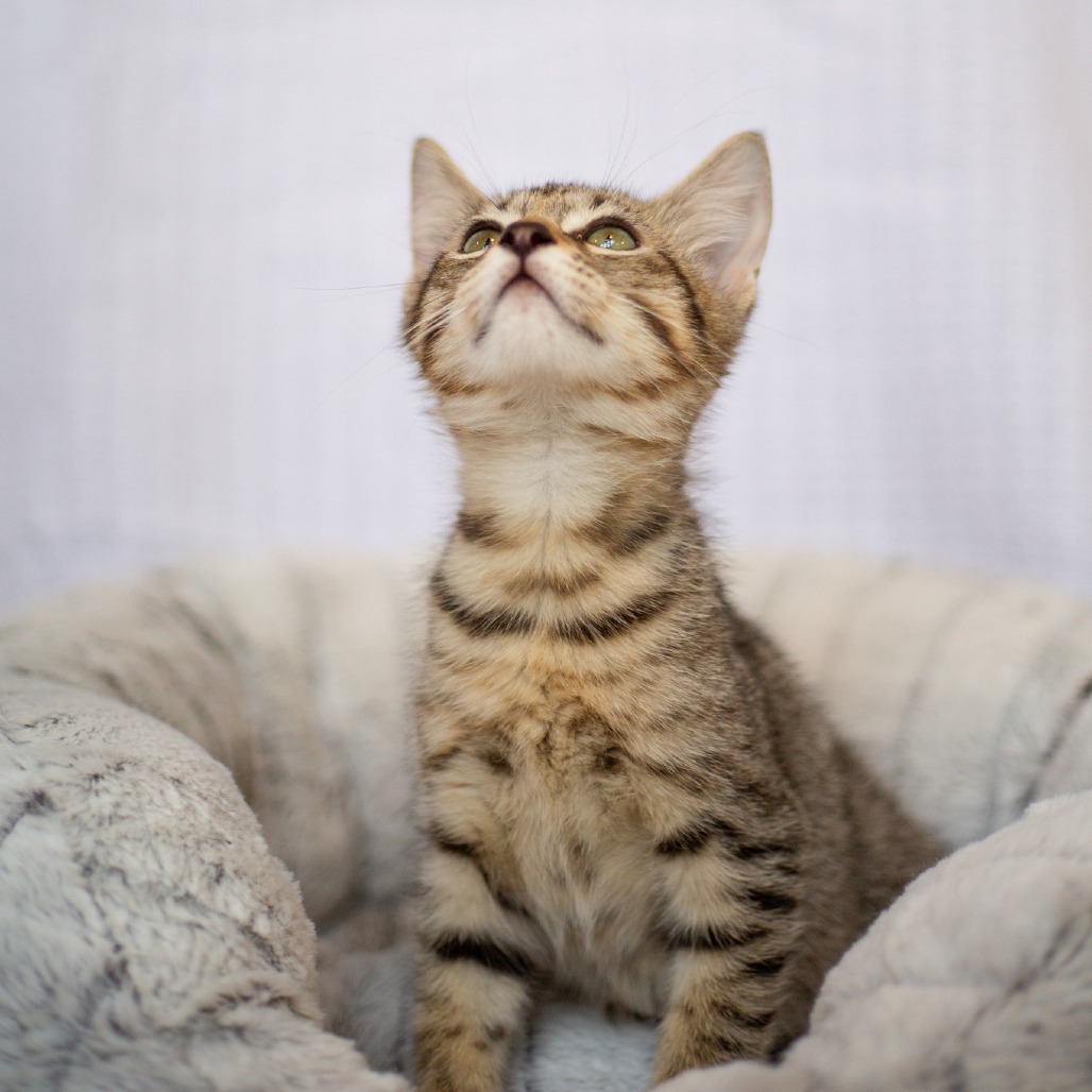 McDreamy, an adoptable Domestic Short Hair, Siamese in Kailua Kona, HI, 96740 | Photo Image 2