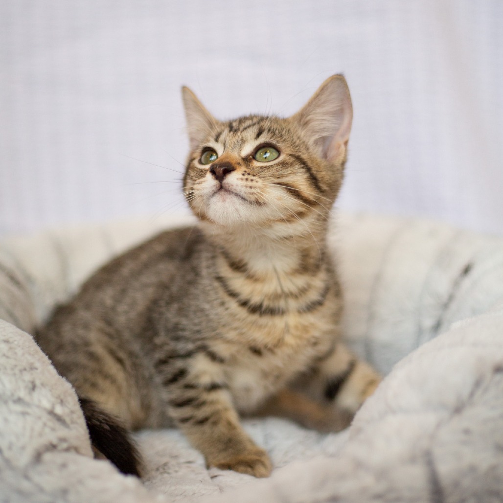 McDreamy, an adoptable Domestic Short Hair, Siamese in Kailua Kona, HI, 96740 | Photo Image 3