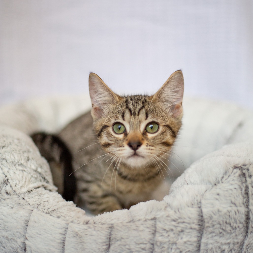 McDreamy, an adoptable Domestic Short Hair, Siamese in Kailua Kona, HI, 96740 | Photo Image 4