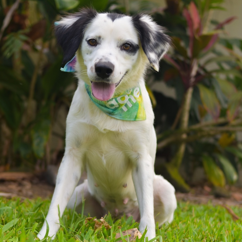 Maybelline, an adoptable Mixed Breed in Kailua Kona, HI, 96740 | Photo Image 1