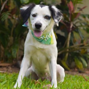 Maybelline, Adult Female Mixed Breed