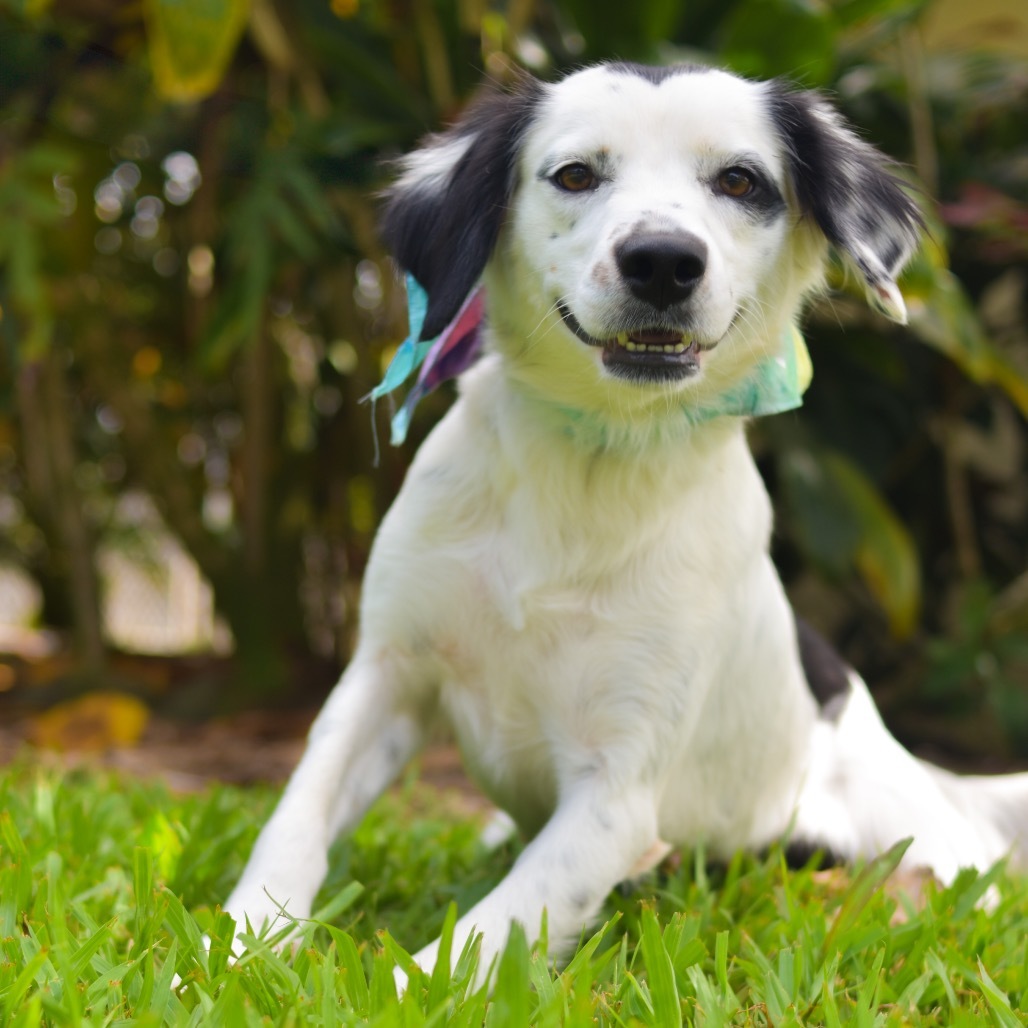 Maybelline, an adoptable Mixed Breed in Kailua Kona, HI, 96740 | Photo Image 2