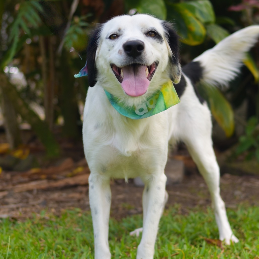Maybelline, an adoptable Mixed Breed in Kailua Kona, HI, 96740 | Photo Image 3