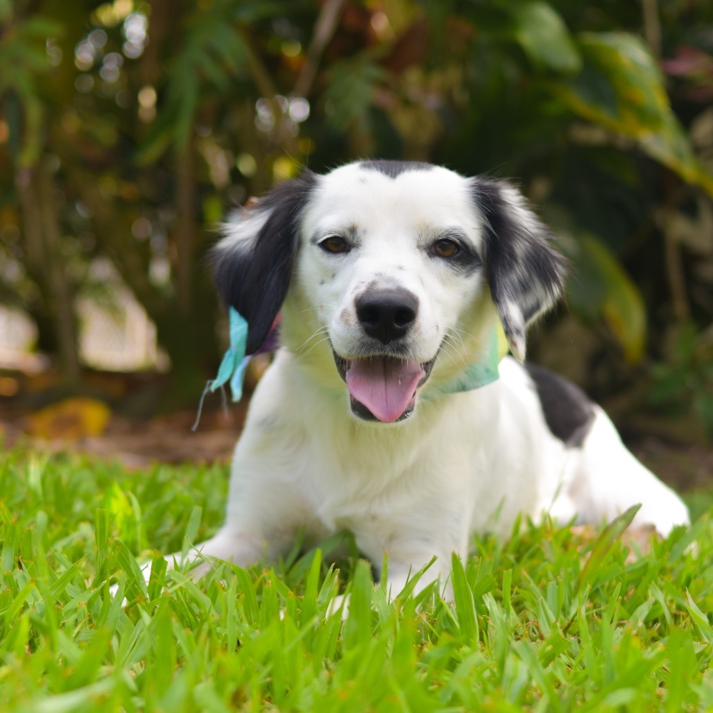 Maybelline, an adoptable Mixed Breed in Kailua Kona, HI, 96740 | Photo Image 4